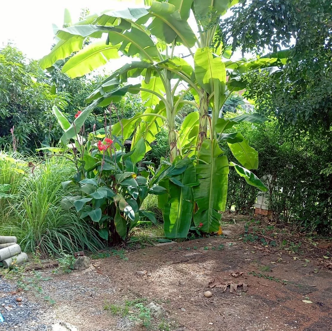 สวนหลังบ้าน หมู่บ้านวรารมย์ สายไหม - พื้นที่กว้างขวาง มีต้นไม้ใหญ่ร่มรื่น เหมาะปลูกผัก ทำสวน