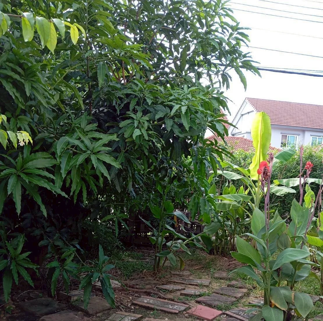 สวนหลังบ้าน บ้านเดี่ยว 3 ชั้น - มีต้นกล้วย ไม้ผล ไม้ยืนต้น บรรยากาศร่มรื่น พื้นที่เยอะ